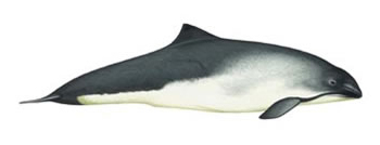 The Harbour Porpoise is notoriously difficult to spot and watch.