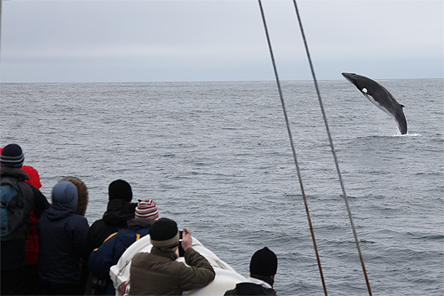 breaching minke whale