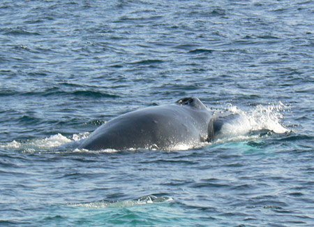 25.sept.humpback