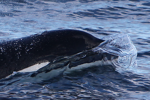 killer-whale-nosewave