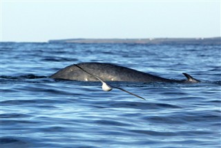Blue Whale diving near Husavik