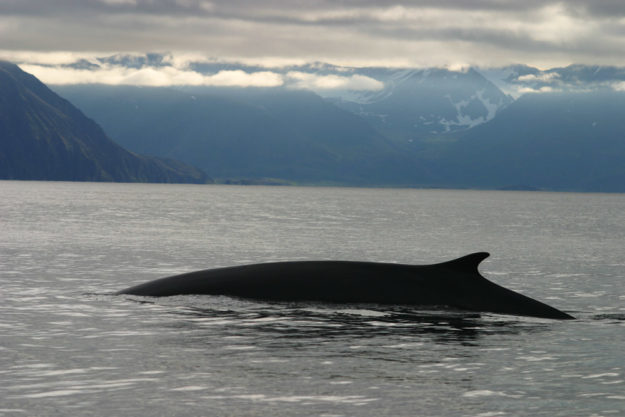 Ballet of whales in south winds symphany
