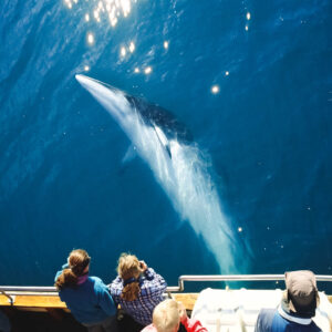 Curious minke whale