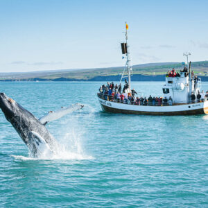 Humpback breaching close to Húsavík