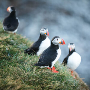 Puffins looking around