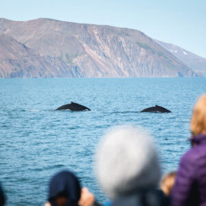 Two humpback whales diving