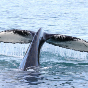 Schwanzflosse eines Buckelwals