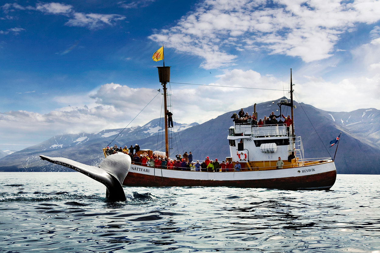 husavik whale tour