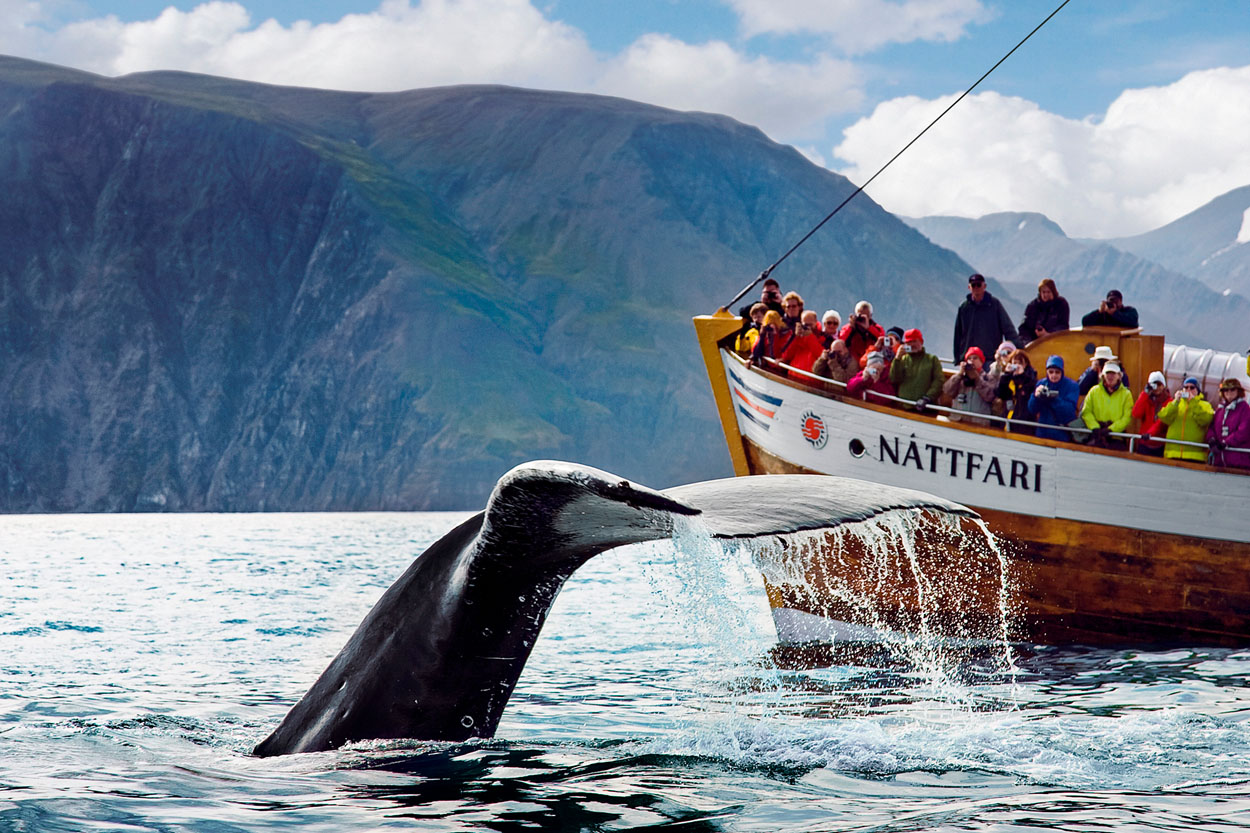 whale watching tour europe