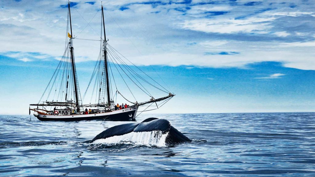 Humpback whale in front of schooner Opal
