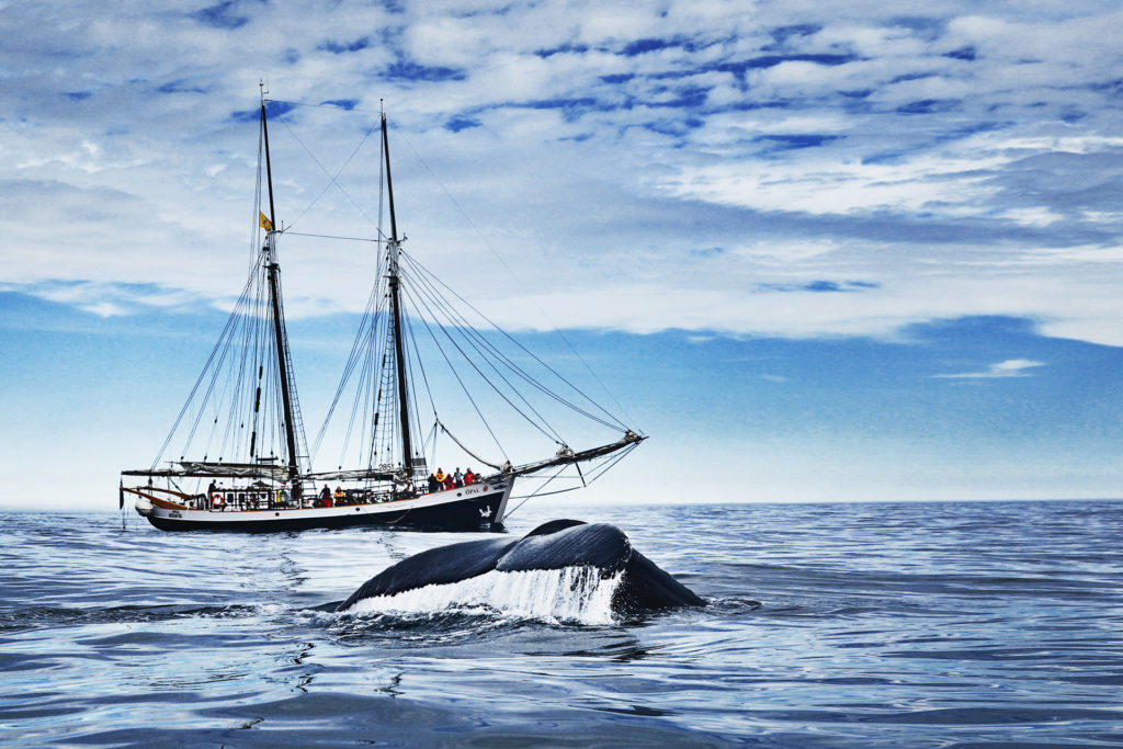 Whale Watching on Schooner Opal in Húsavík Bay