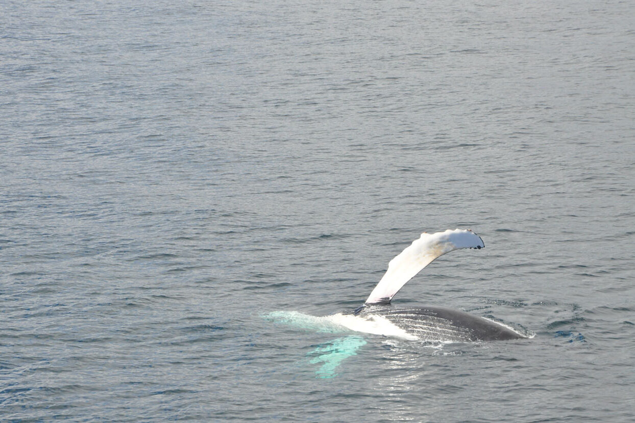 Humpback whale flipper wave