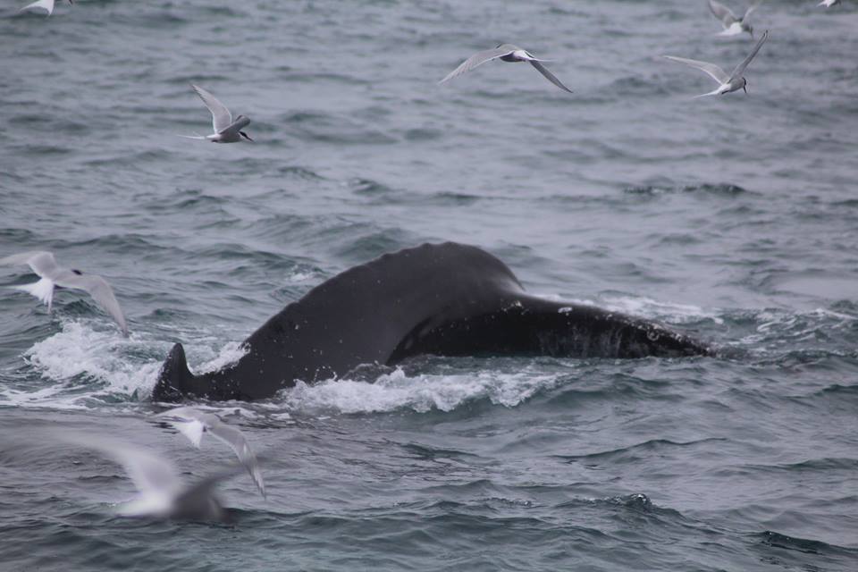 humpback_dive_and_arctic_terns_fg
