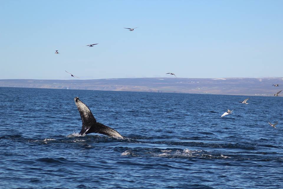 humpback tail_and_arctic_terns_