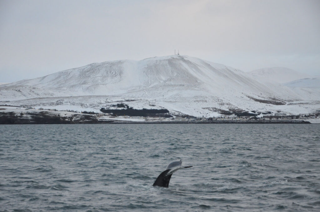 Humpback whale fluke with Húsavík in the background.