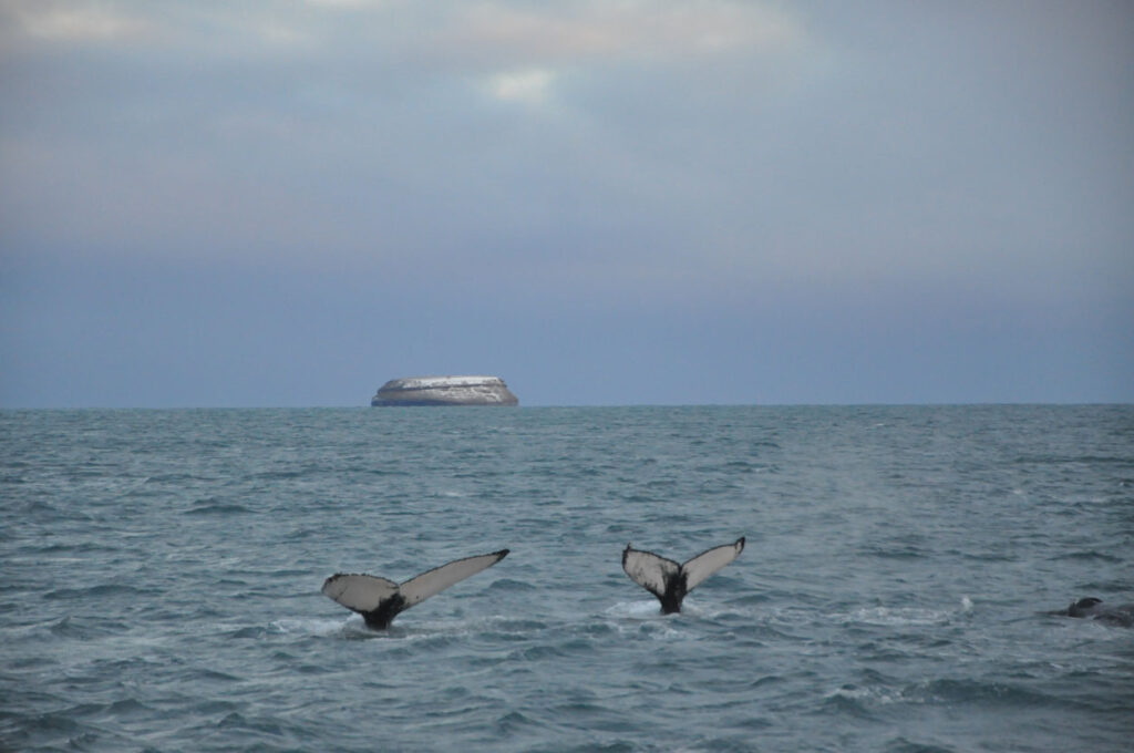 Two beautiful humpback flukes and the Puffin Island at the horizon