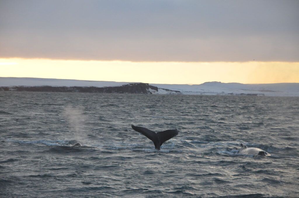 Humpback whales bathing in the winter sunlight
