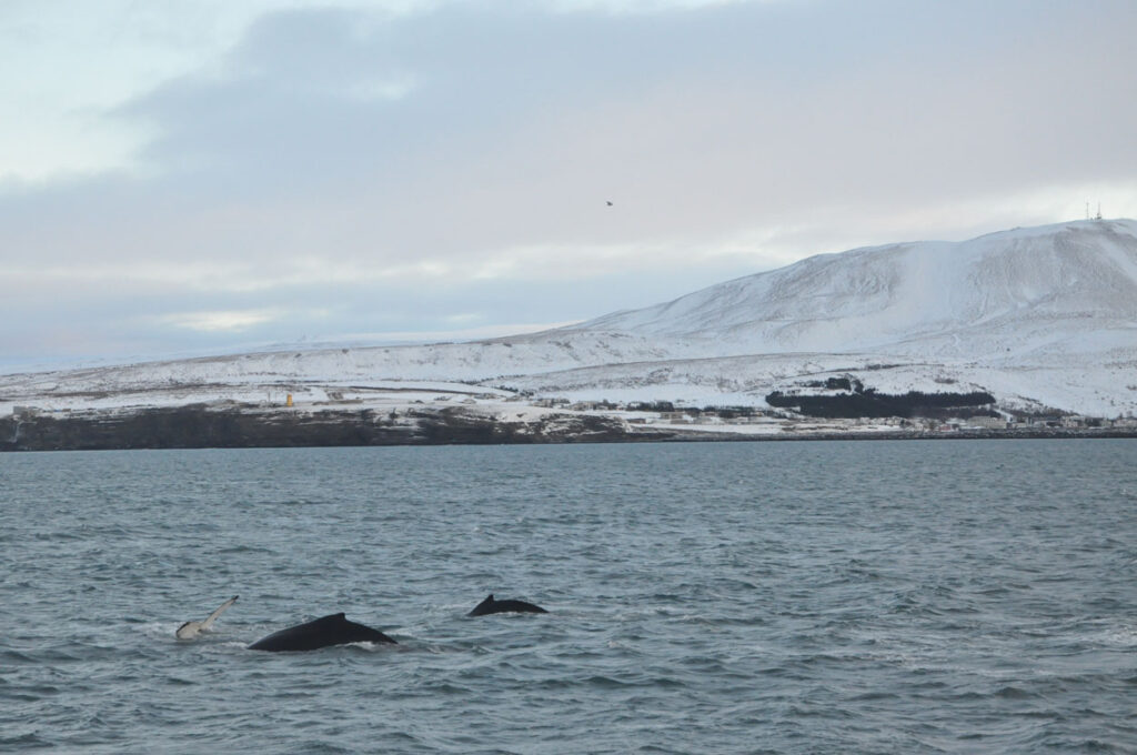 Dorsal fins and a fluke in front of Húsavík