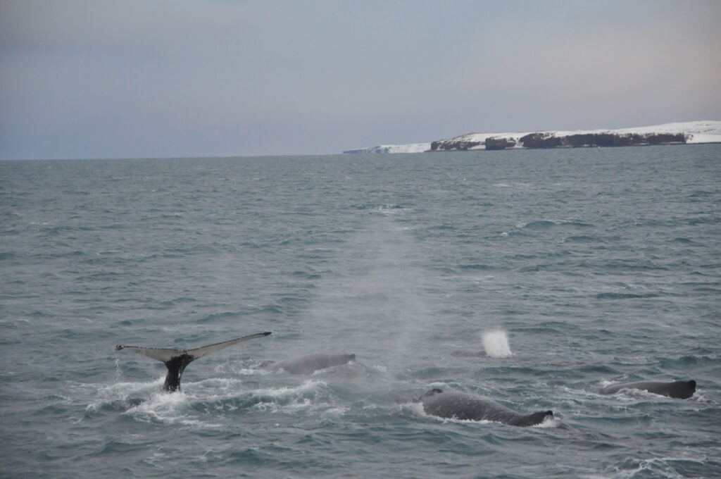 A flock of Humpback whales in Skjálfandi Bay