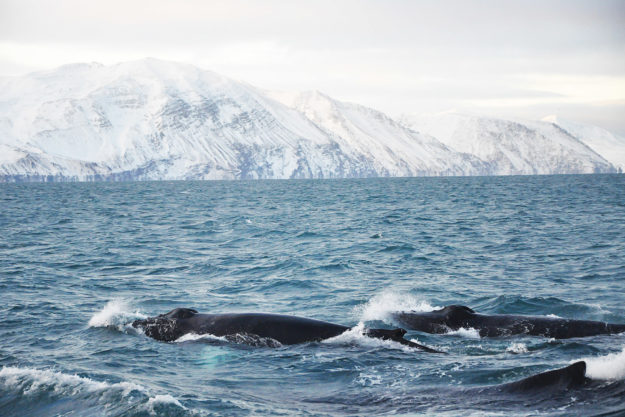 Humpback whales and snowy mountains