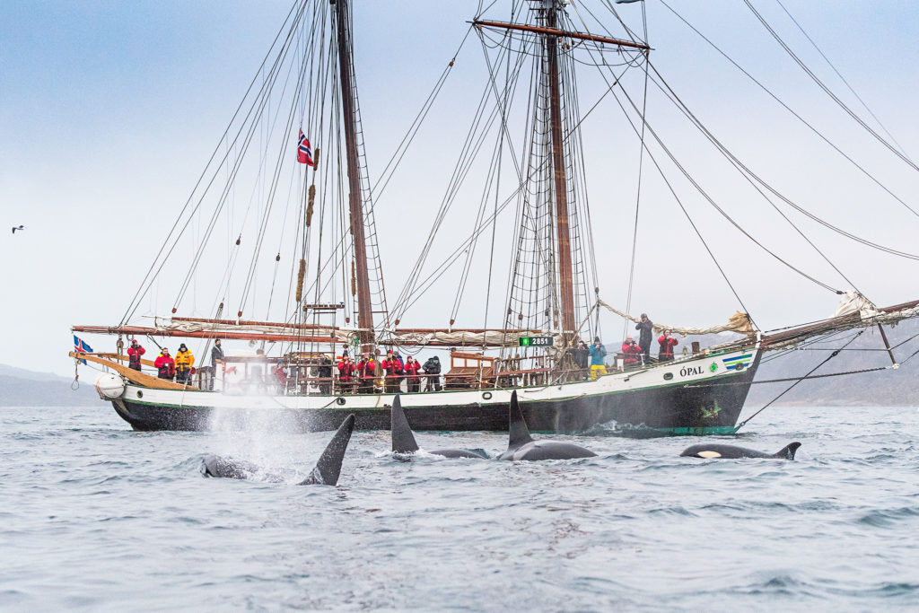 Arctic Whale Watching in Northern Norway. Silen, Carbon-Neutral Whale Watching on Board Schooner Opal and Pods of Orcas