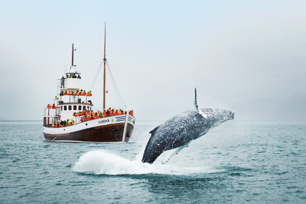 Breaching Humpback Whale in Front of our Traditional Icelandic Oak Boat