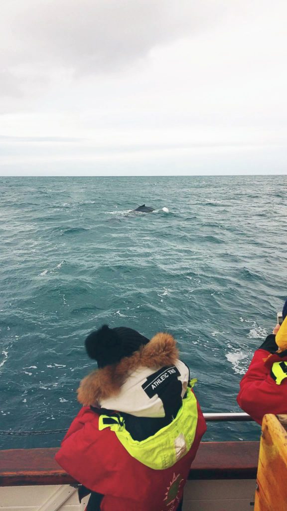 Humpback Whale Fin in the Scenic Húsavík. Passenger Observes Close By