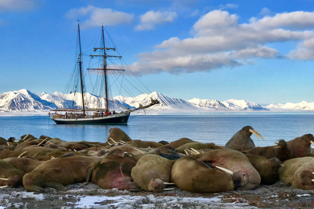 Walruses in Svalbard and Traditional Icelandic Schooner in the Background. Sky is Blue and Snowy Mountains in the Background