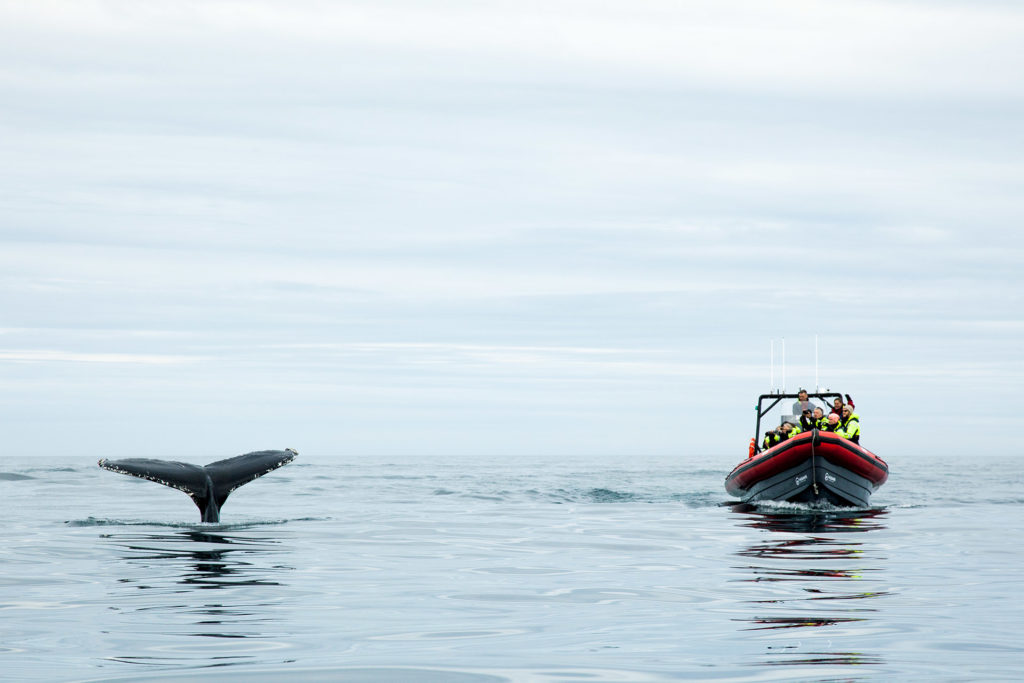 Whale Watching with Húsavík Adventures