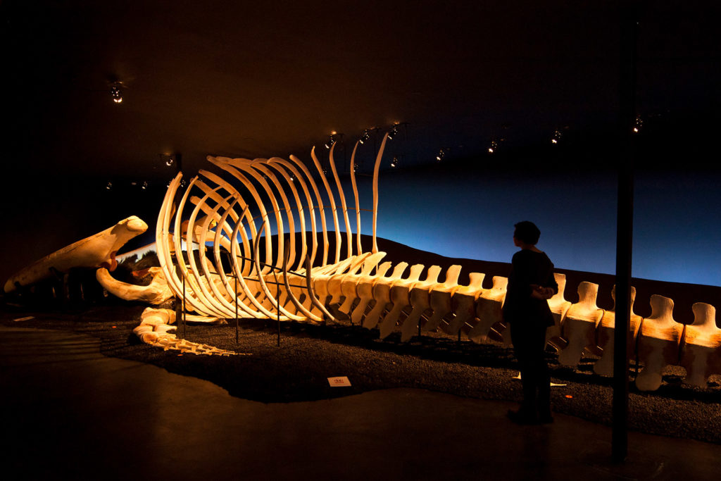 Blue whale skeleton in Húsavík Whale Museum
