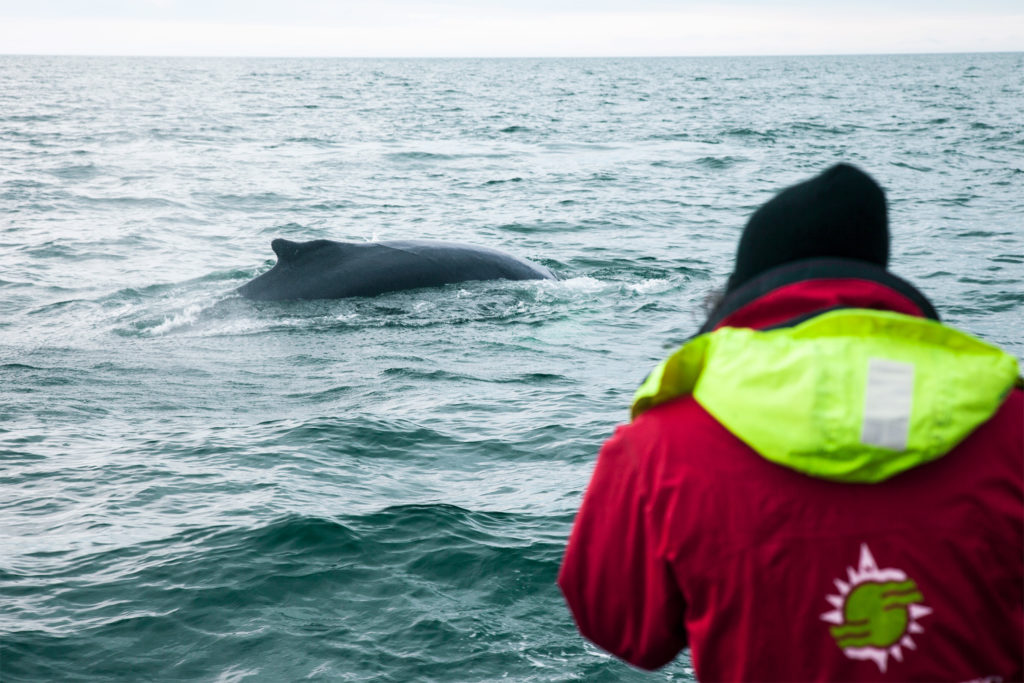 Passenger watching a whale on a tour with North Sailing