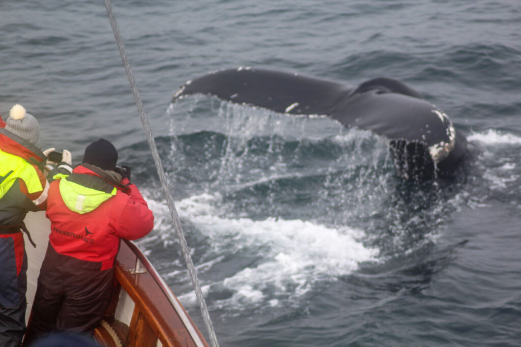 Two passengers dressed in red overalls watching a humpback whale diving with only its fluke up in the air