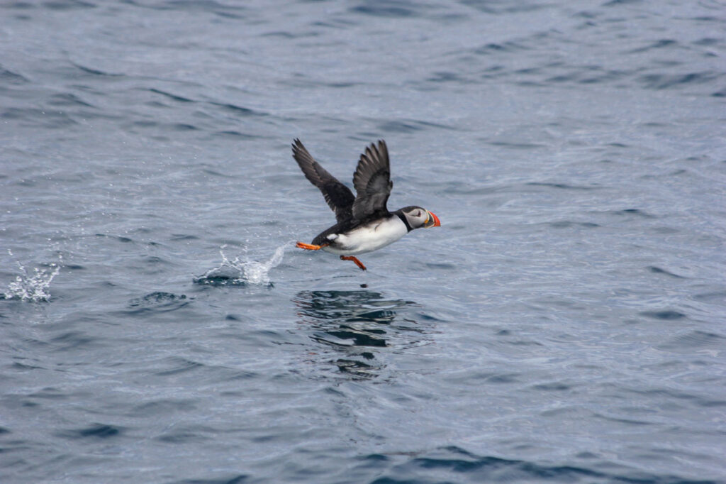 easter whale watching húsavík. Puffin in Húsavík Iceland starts to fly