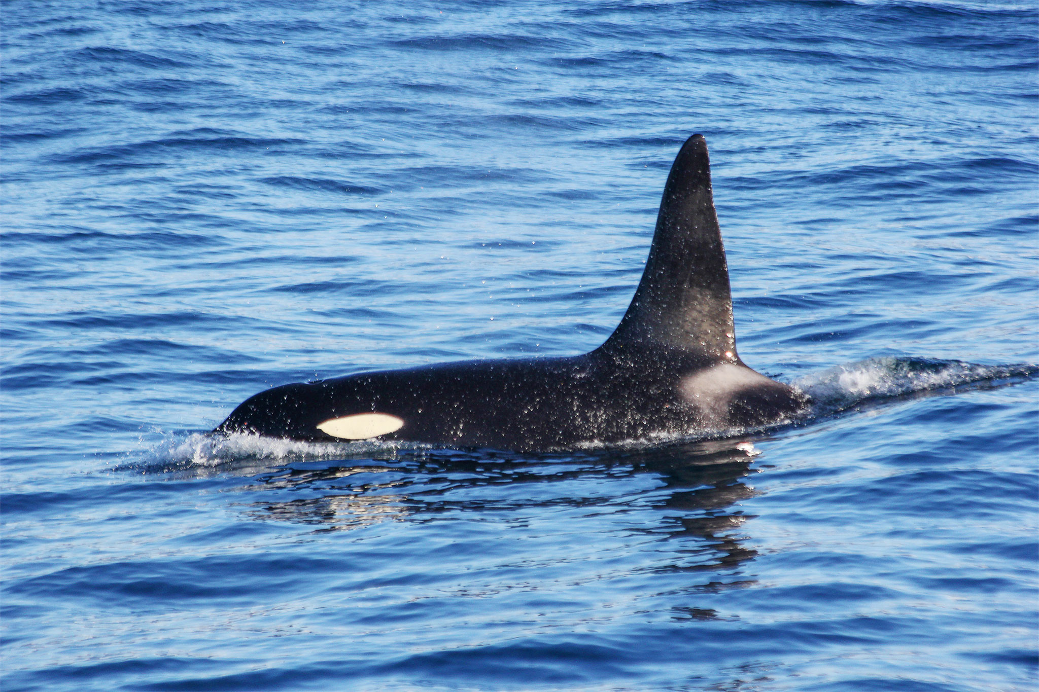 Orcas in Skjalfandi bay Whale watching in Húsavík Orcas spotted. Orca in Húsavík