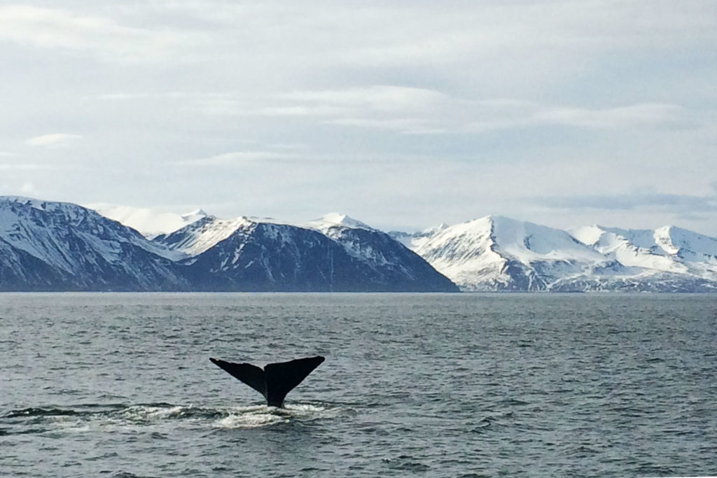 Sperm whale fluke Skjálfandi bay. Sperm whales and Blue whales in Húsavík