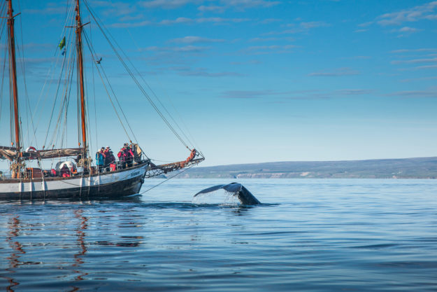 Whale watching on a sailboat
