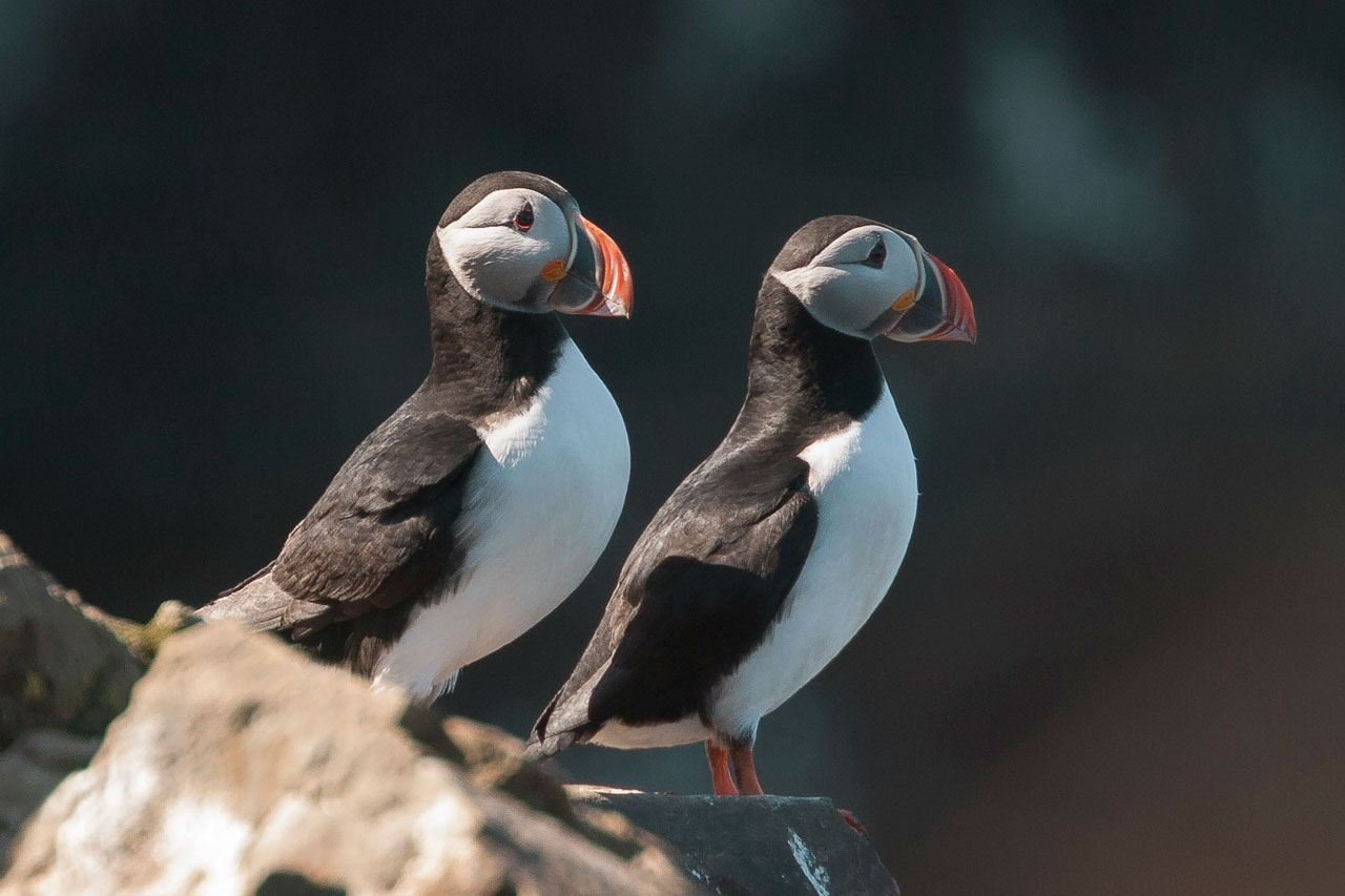 Puffins in Húsavík
