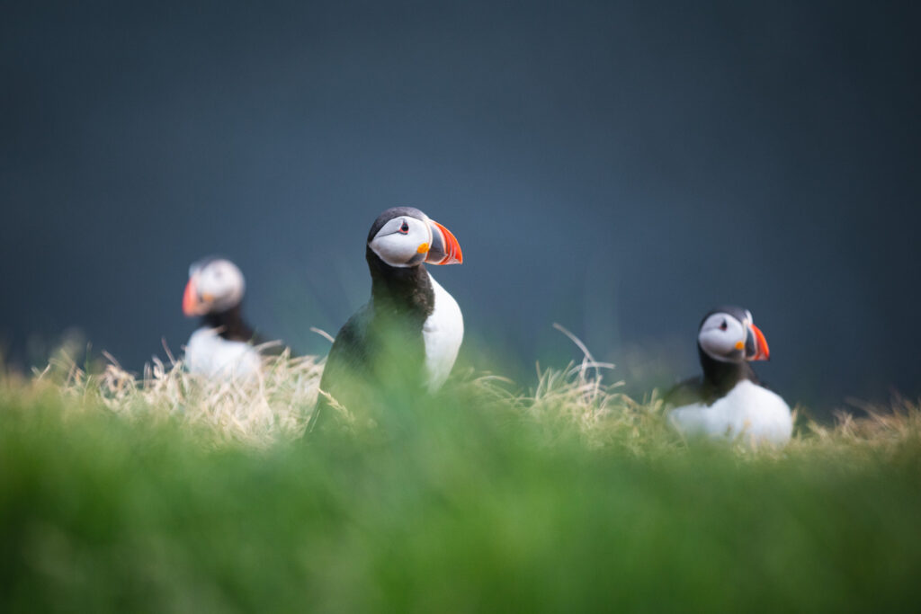 The Puffins of Lundey Island