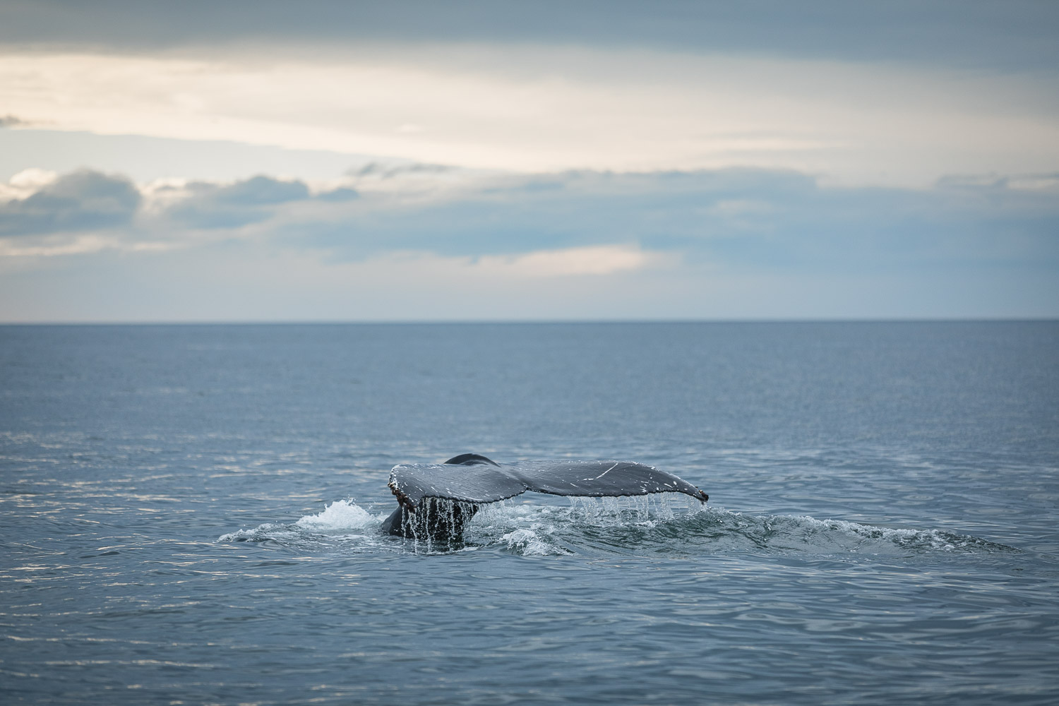 Humpback whale tail, Húsavík.