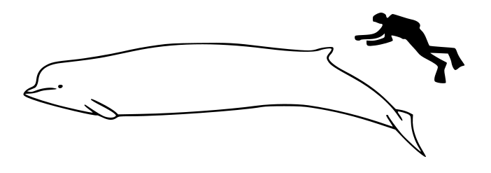 Northern bottlenose whale and a human size comparison