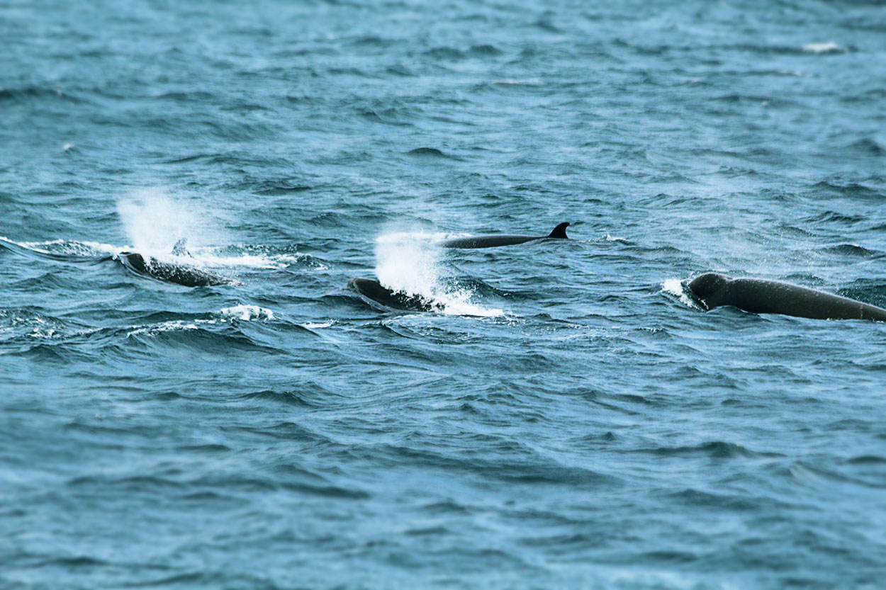 Northern bottlenose whales in Húsavík