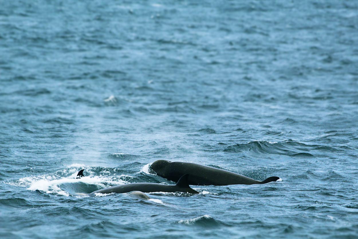 Northern bottlenose whales in Húsavík
