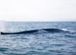 Blue Whales in Húsavík coming up from the surface to breathe