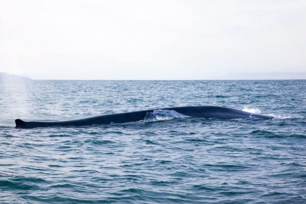 Blue Whales in Húsavík coming up from the surface to breathe