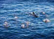 Pilot whales