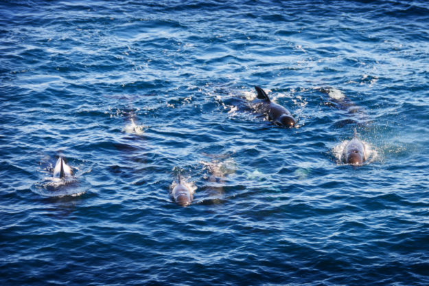 Pilot whales