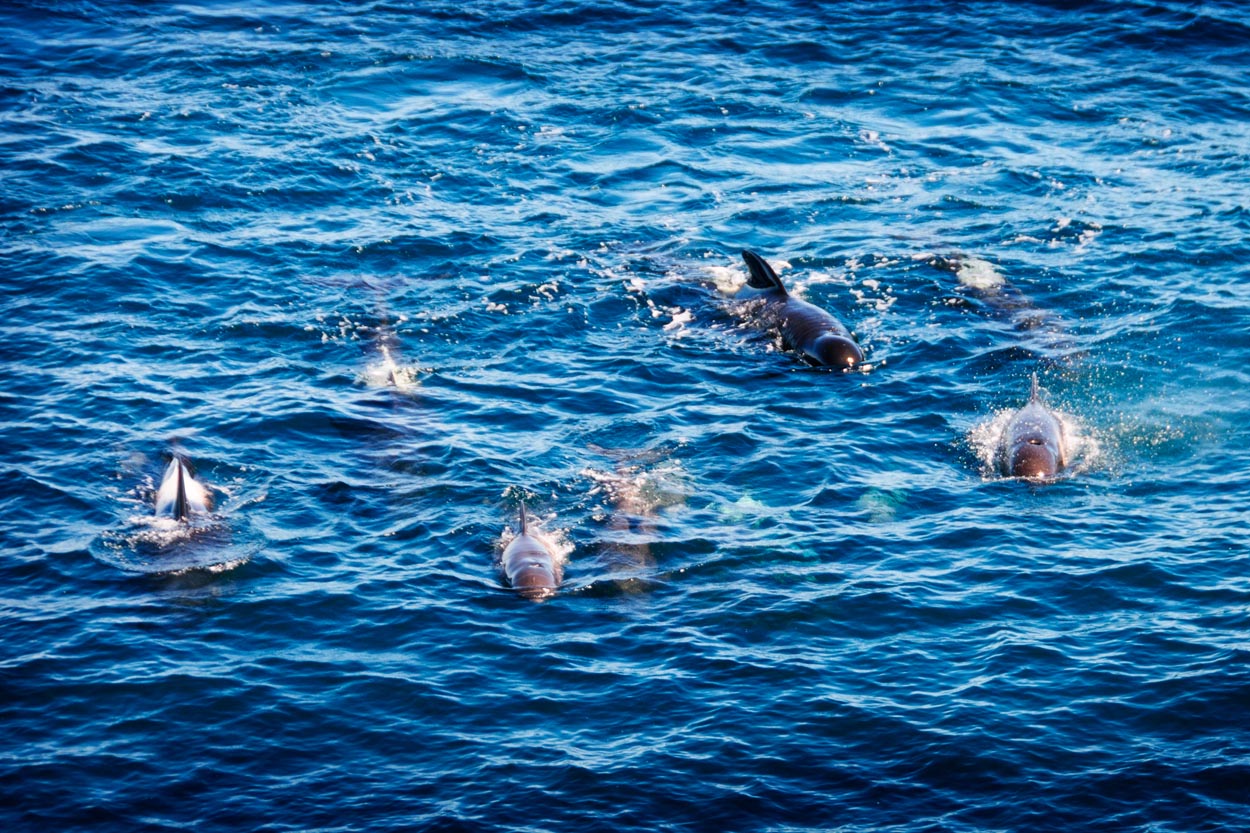 Pilot whales