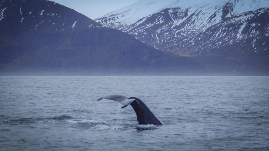 Humpback whale and Húsavík mountains