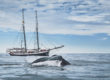 Green Whale Watching with North Sailing