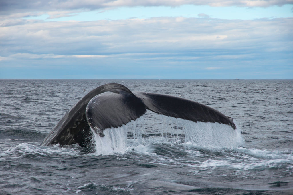 Fluke of a humpback whale